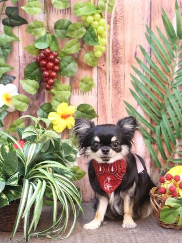 20230812プリンちゃん